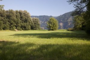 Foreground is a green grassy meadow. Mid distance is a row of deciduous green trees In the disstance are tops of hilly mountains covered in fir trees. It is a sunny bright day..
